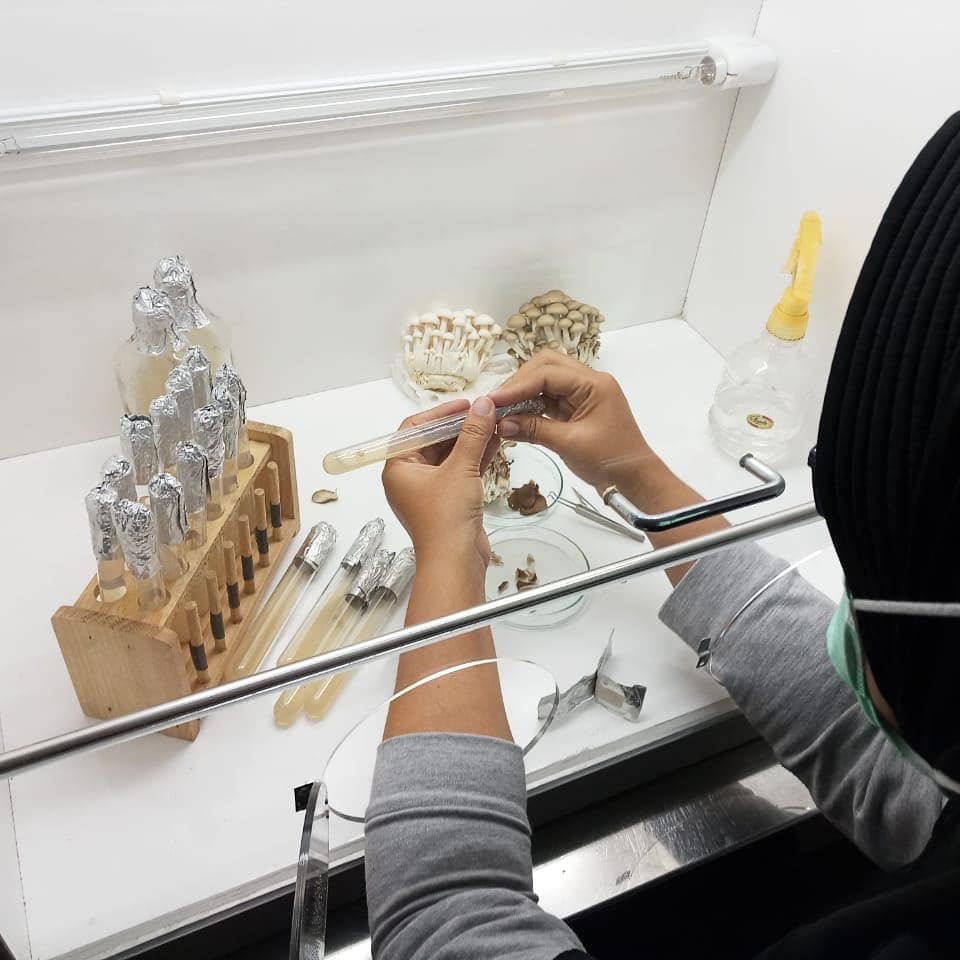 lab of mushroom 879070075